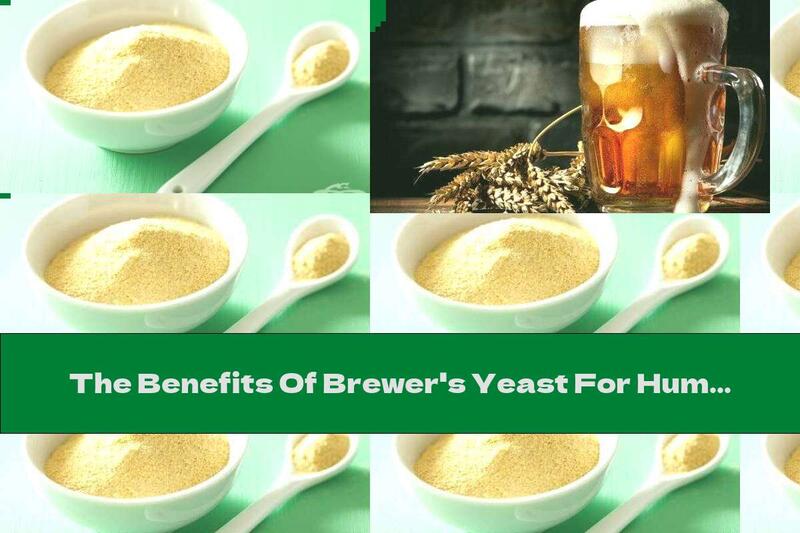 The Benefits Of Brewer's Yeast For Human Health