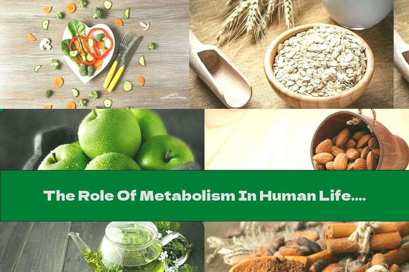 The Role Of Metabolism In Human Life. Foods And Factors Affecting The Process - Part 2
