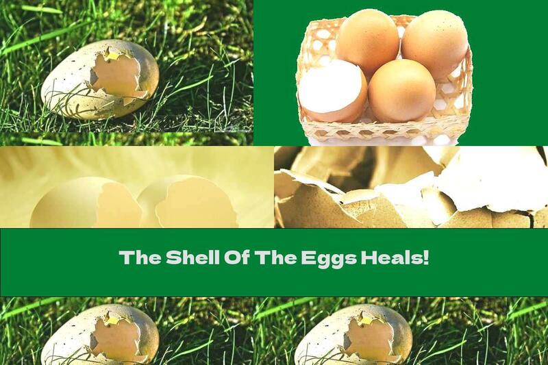 The Shell Of The Eggs Heals!