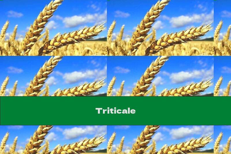 Triticale