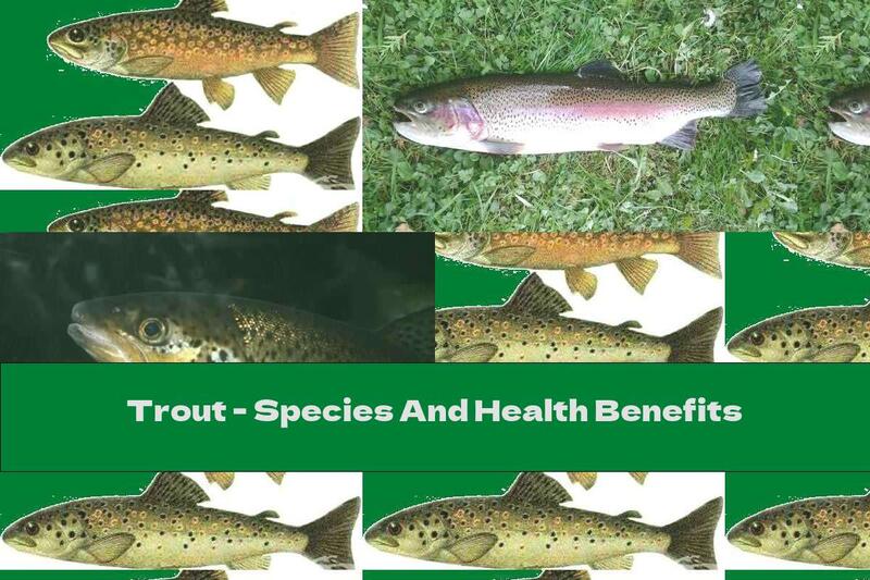 Trout - Species And Health Benefits