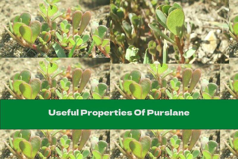 Useful Properties Of Purslane