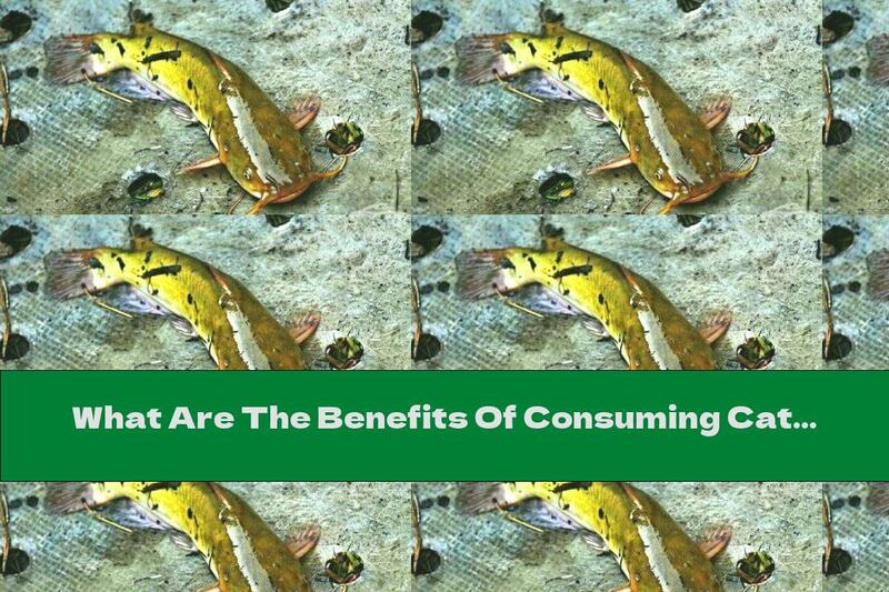 What Are The Benefits Of Consuming Catfish