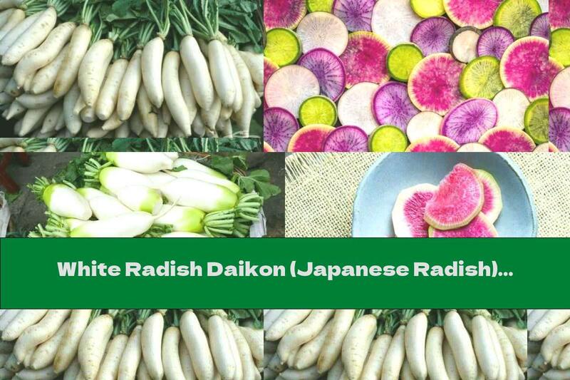 White Radish Daikon (Japanese Radish) - Species, Composition And Useful Properties