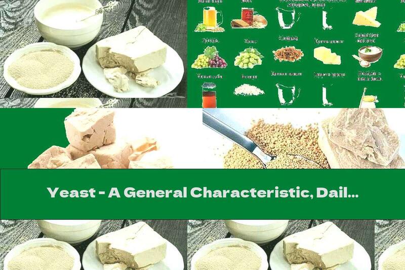Yeast - A General Characteristic, Daily Necessity And Health Benefits